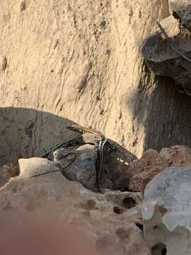 Image of Anatolian Lizard