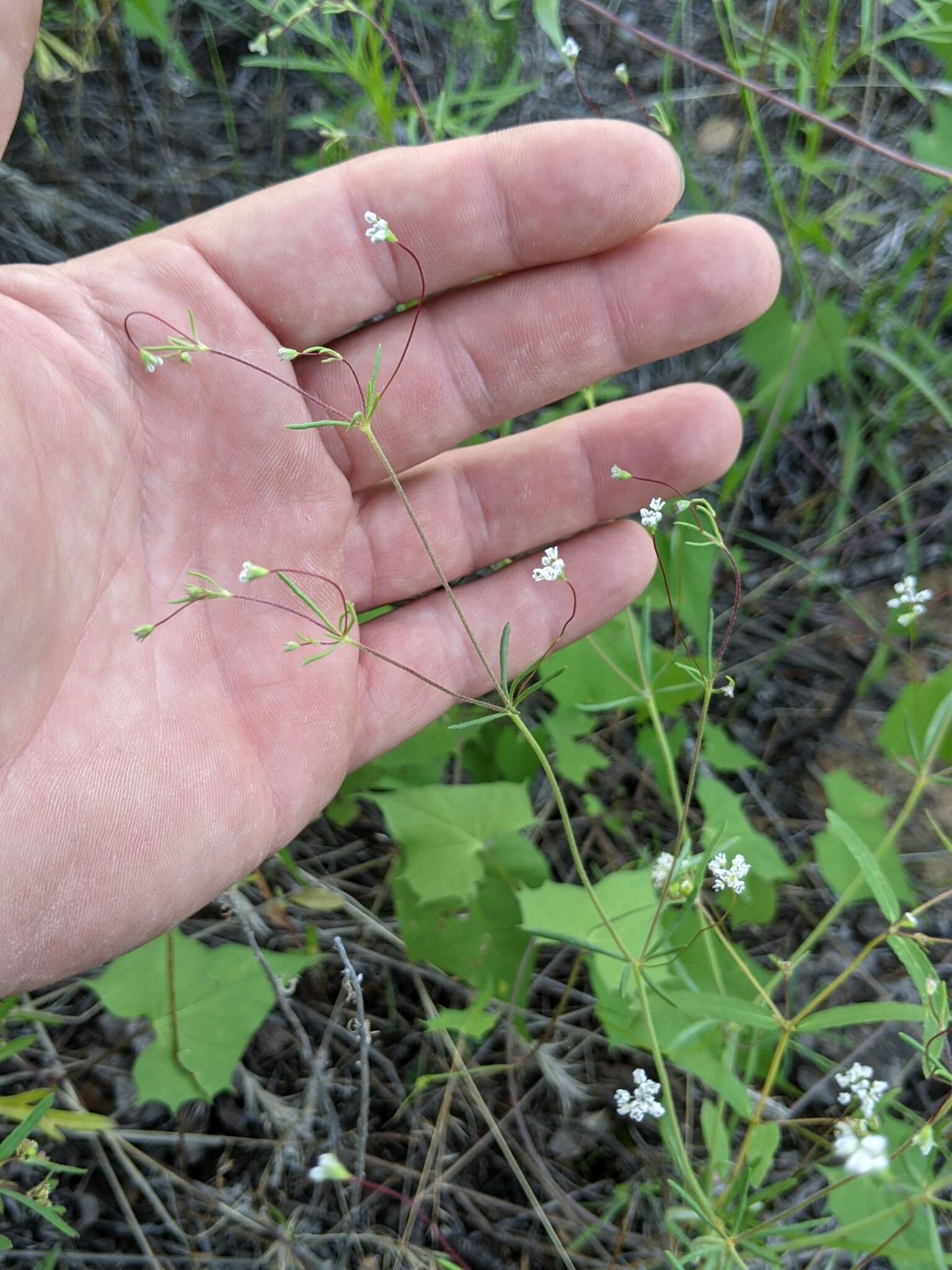 Image of wirestem buckwheat