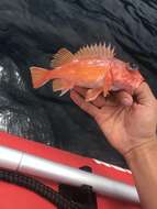 Image of Rosy rockfish