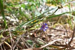 Image of Centaurea cyanoides Berggren & Wahlenb.