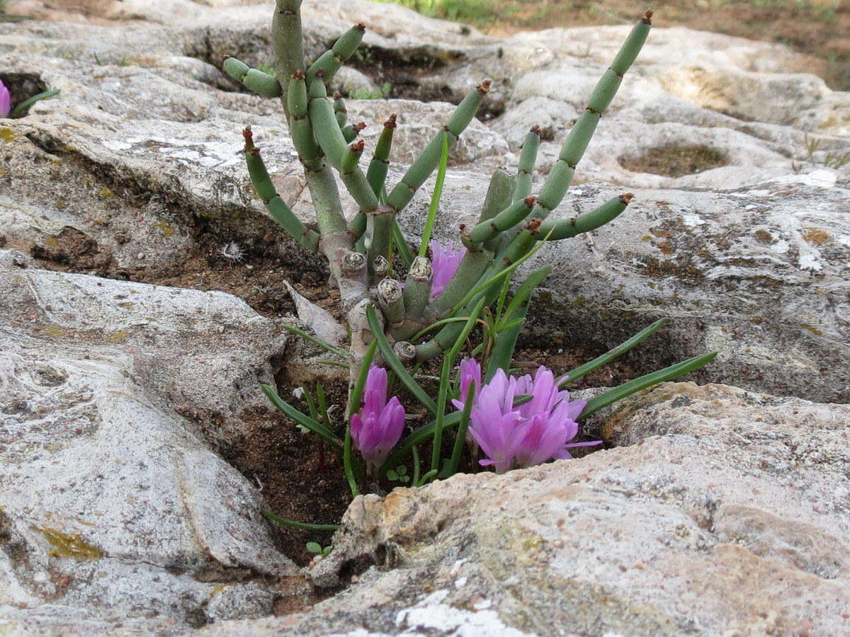 Image of Lachenalia paucifolia (W. F. Barker) J. C. Manning & Goldblatt