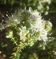 Image of Agathosma apiculata E. Mey. ex Bartl. & Wendl. fil.