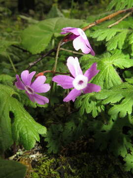 Слика од Primula palmata Hand.-Mazz.