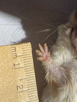 Image of long-tailed pocket mouse