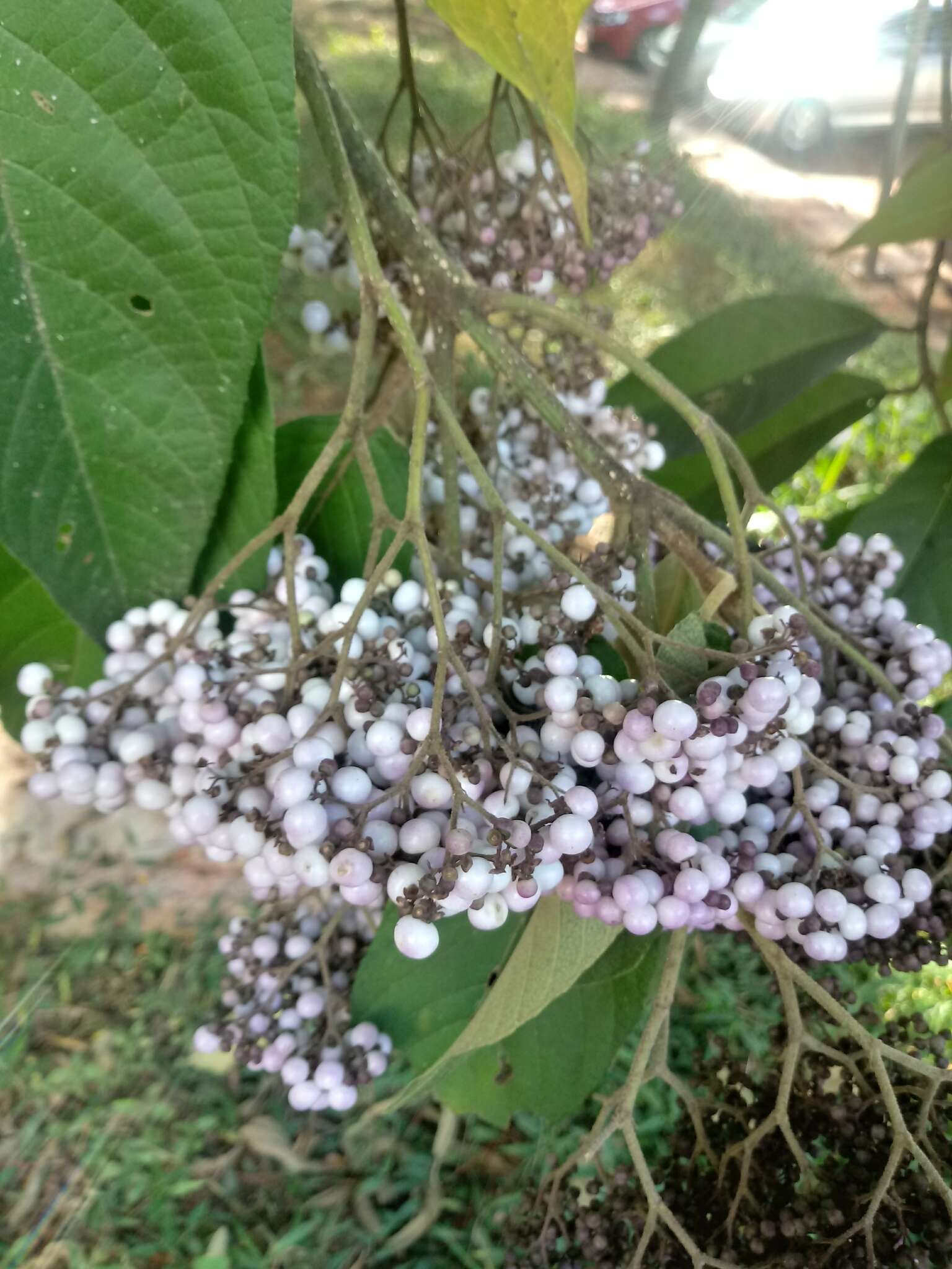 Image of Callicarpa nudiflora Hook. & Arn.