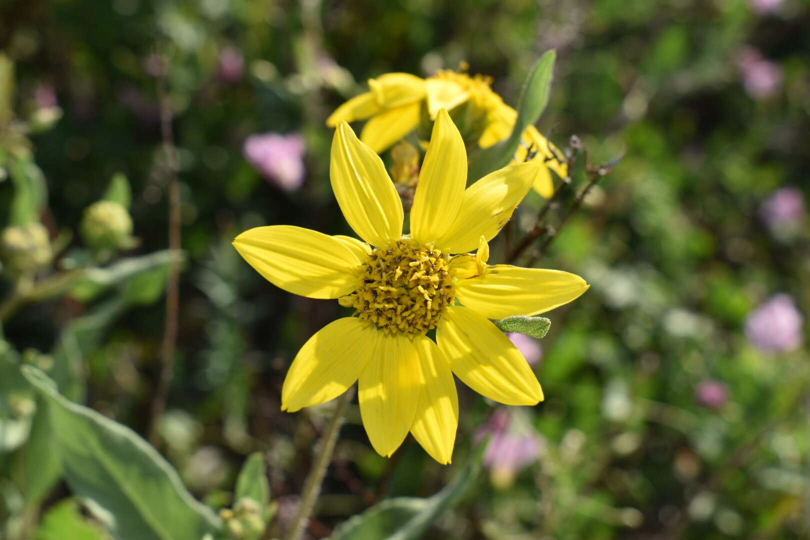 Image of little sunflower