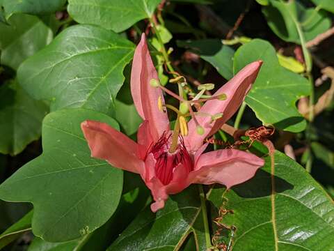 Image of Passiflora aurantia Forst. fil.