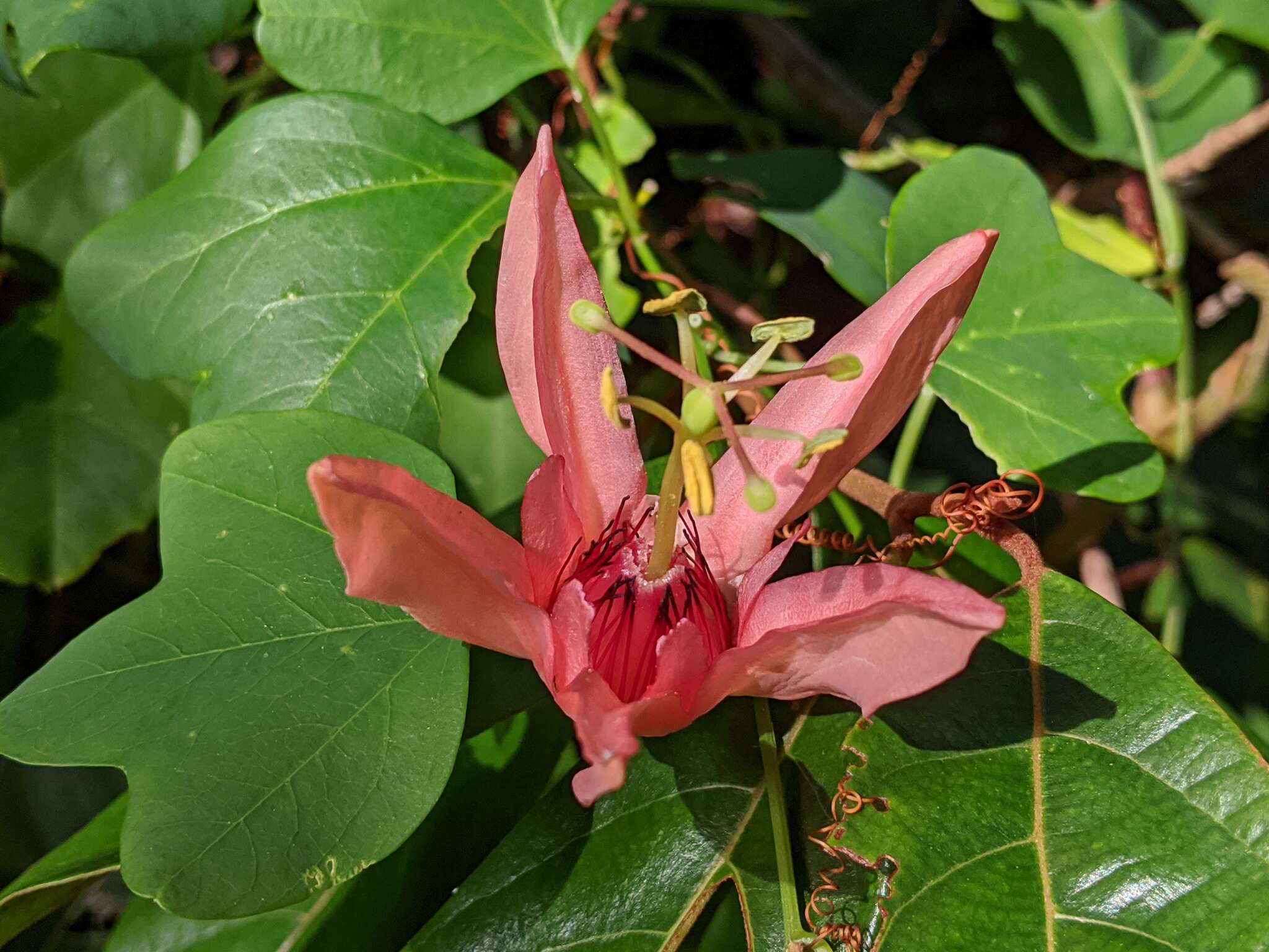 Image de Passiflora aurantia Forst. fil.