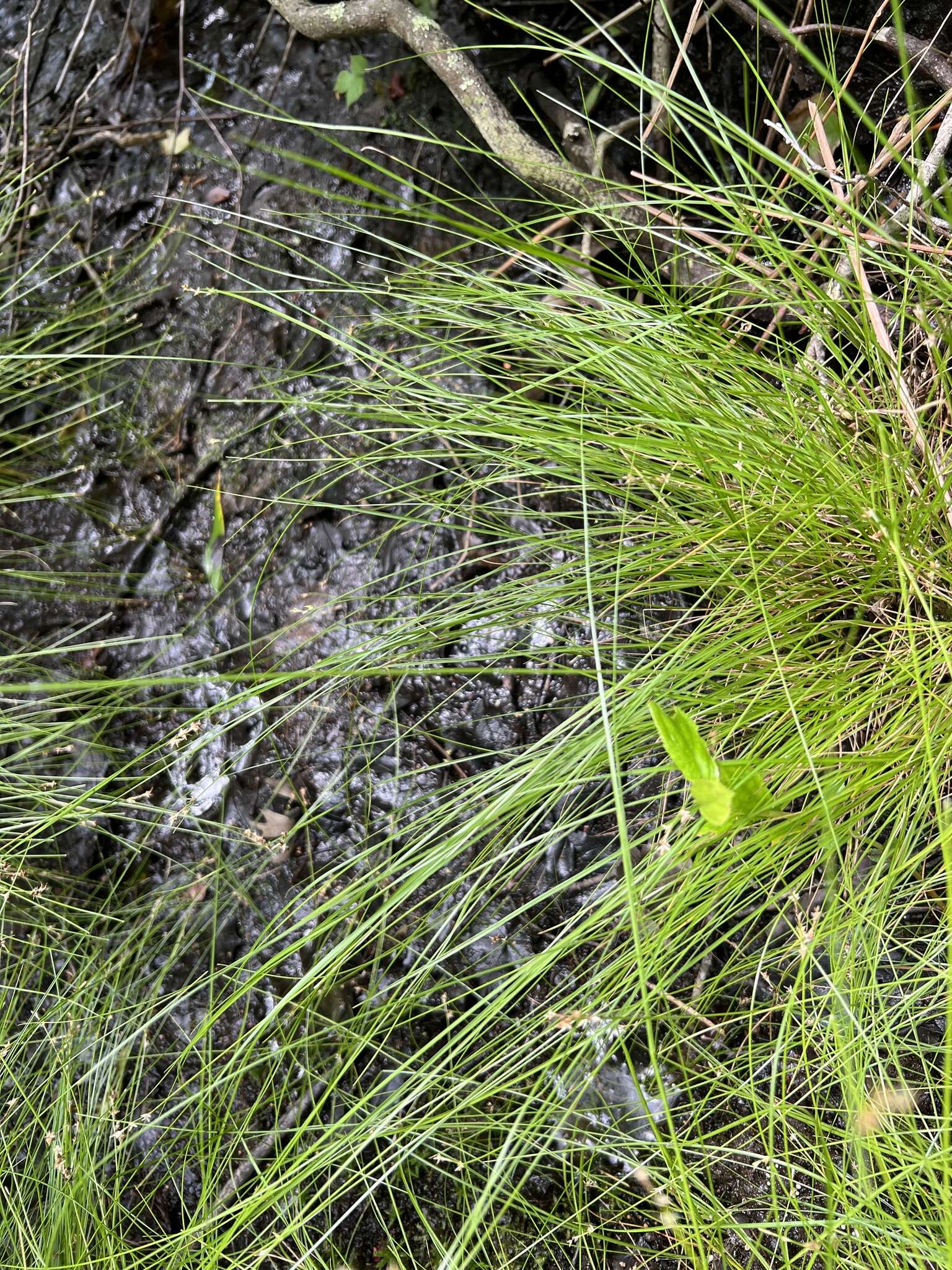 Image of prickly bog sedge