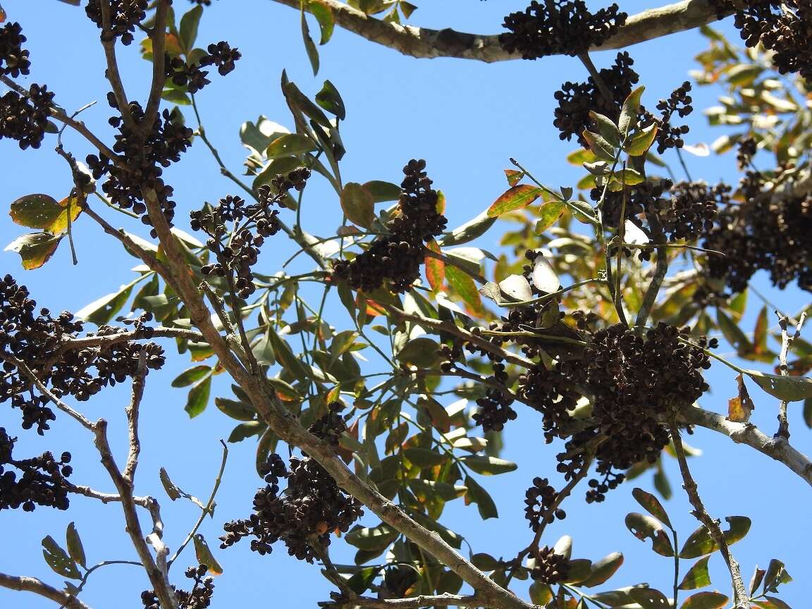 Imagem de Zanthoxylum quassiifolium (J. D. Sm.) Standl. & Steyerm.