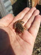 Image of Plains Leopard Frog