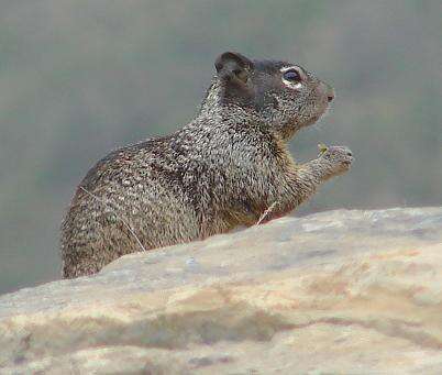 Imagem de Otospermophilus Brandt 1844