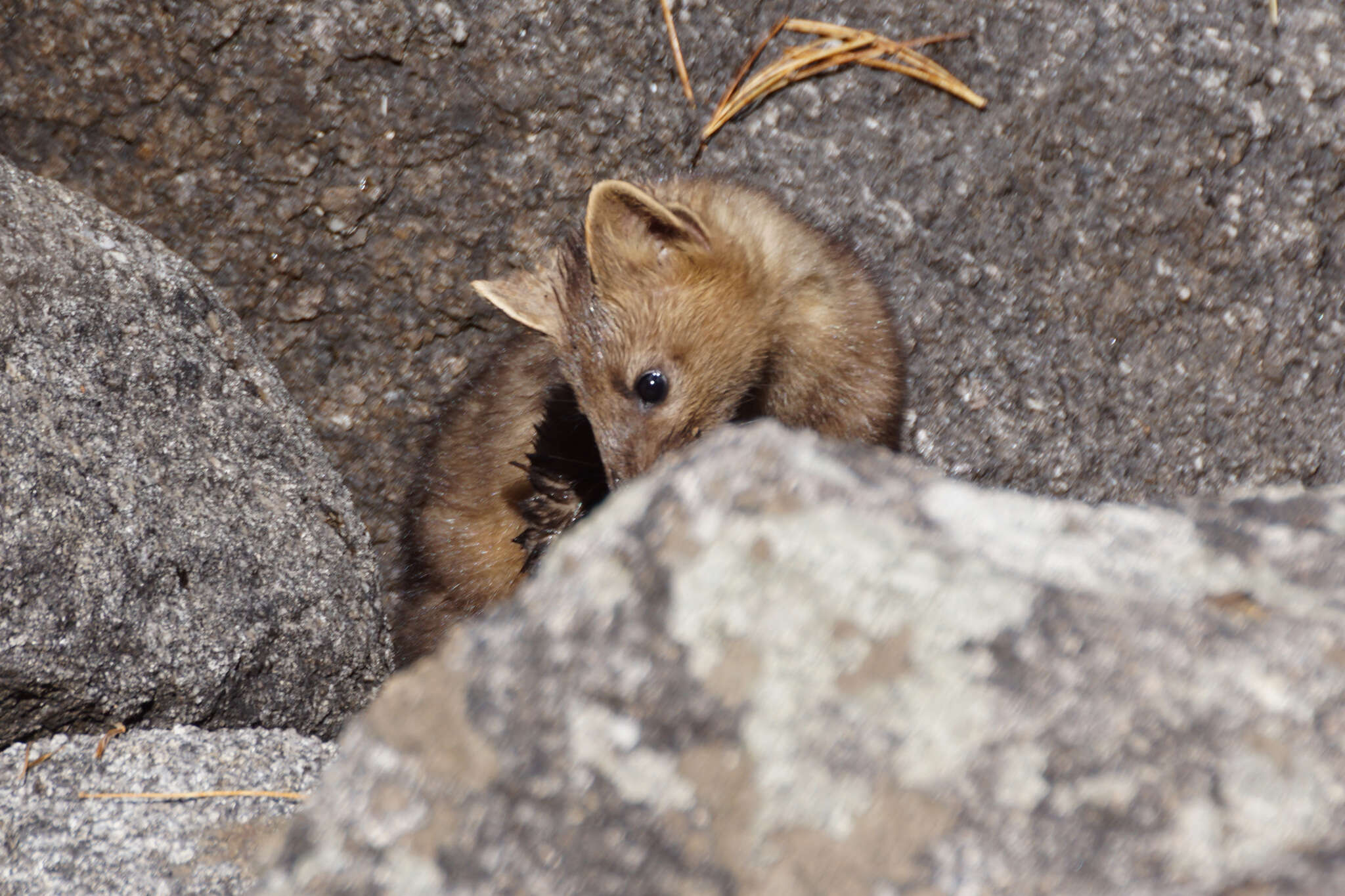 Image of Sable