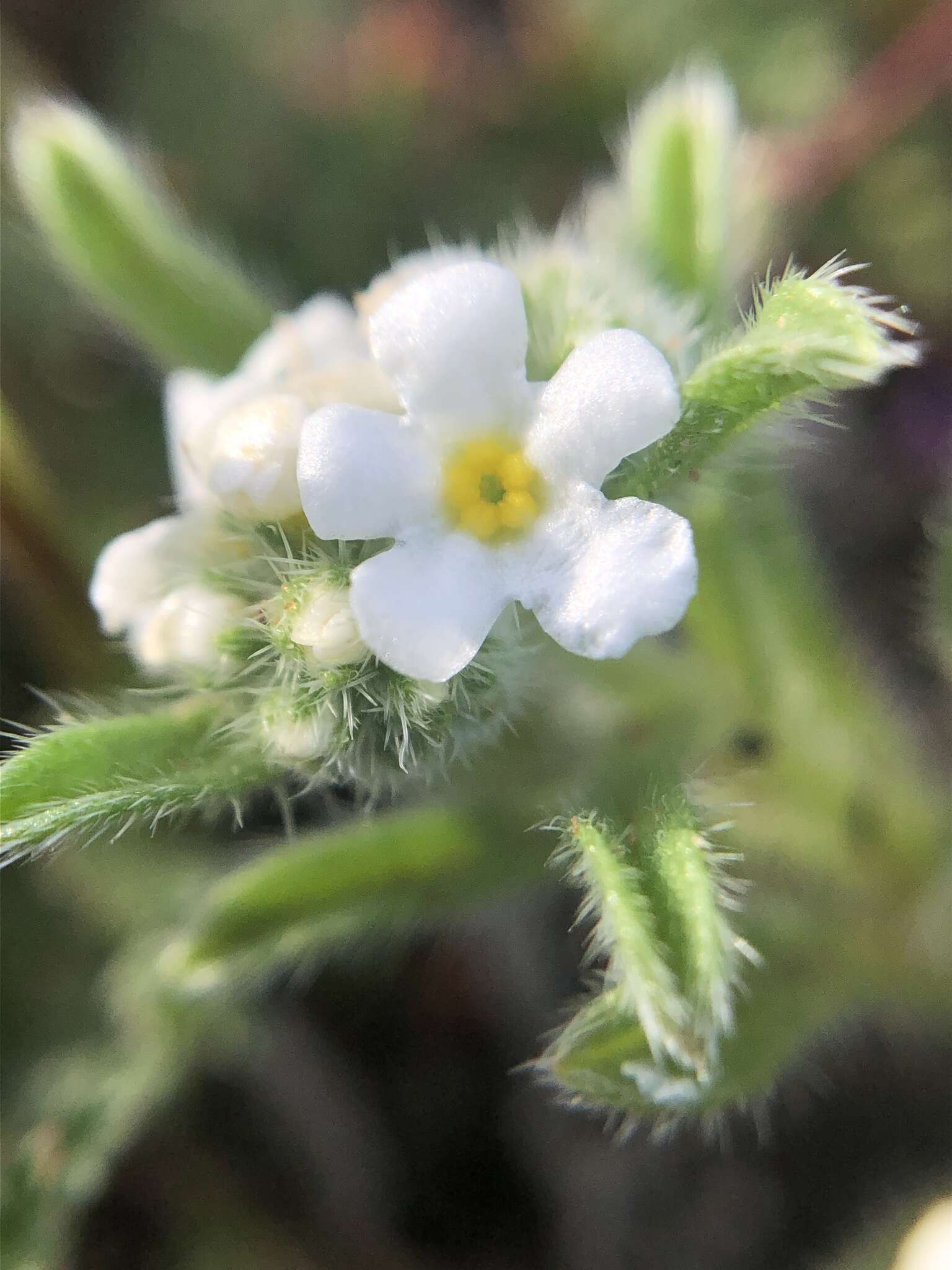 Plancia ëd Cryptantha crassisepala var. crassisepala