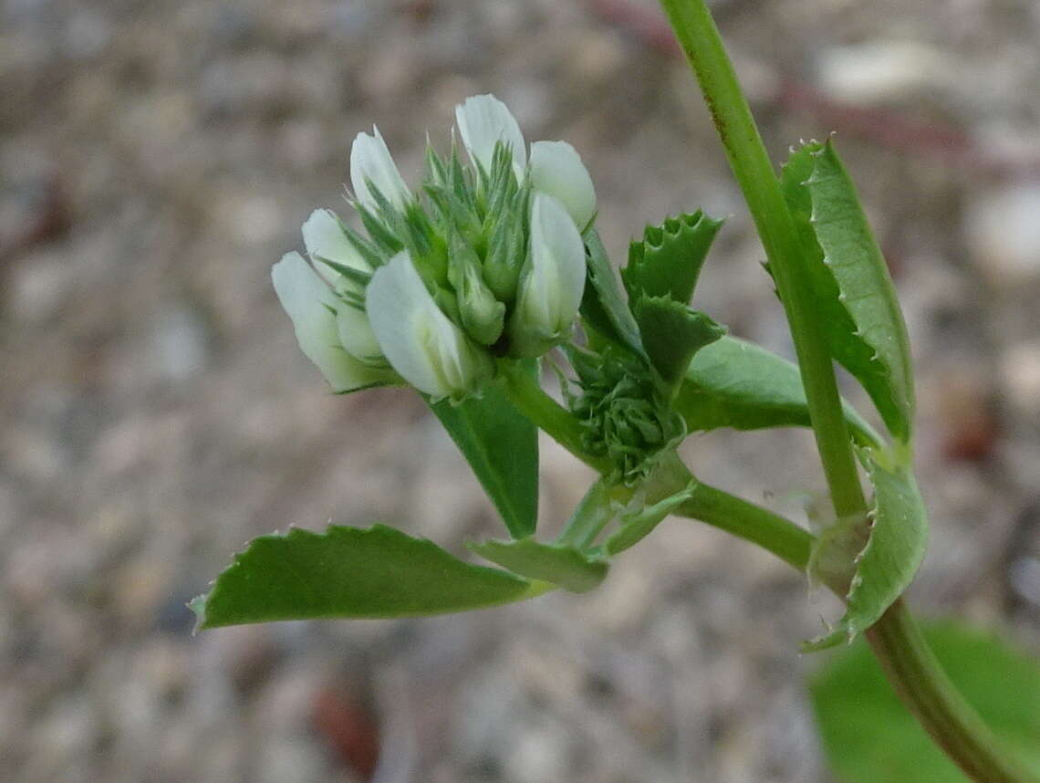 Image of small white clover