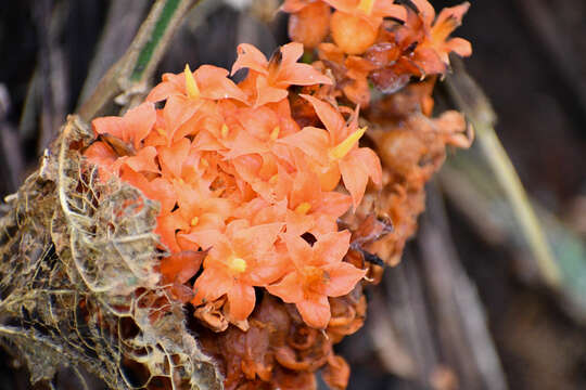 Image of Gurania rhizantha (Poepp. & Endl.) C. Jeffrey