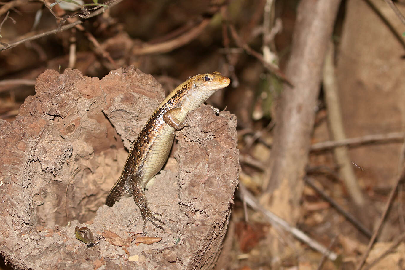 Image of western Girdled Lizard