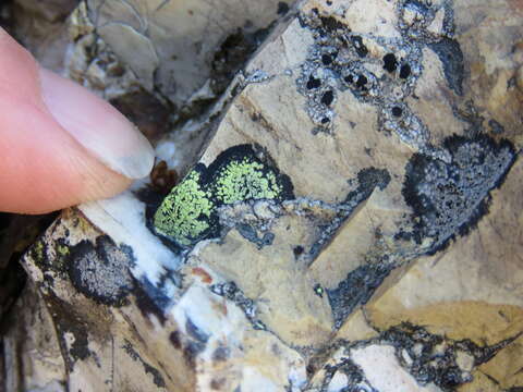 Image of lecanora map lichen