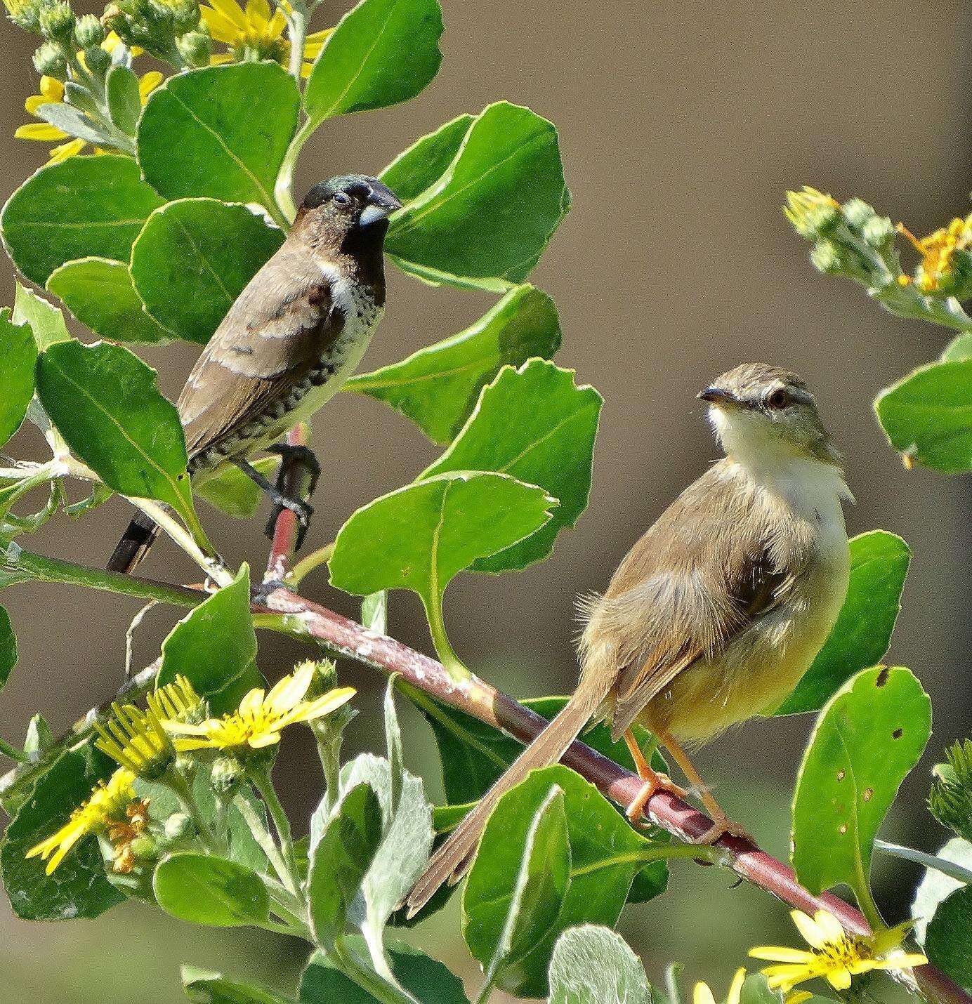 Image of Prinia subflava pondoensis Roberts 1922