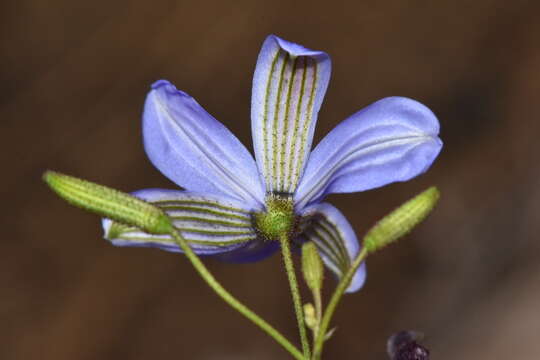 Agrostocrinum hirsutum (Lindl.) Keighery的圖片