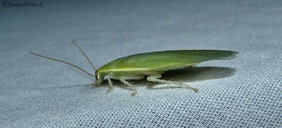 Image of Green Banana Cockroach