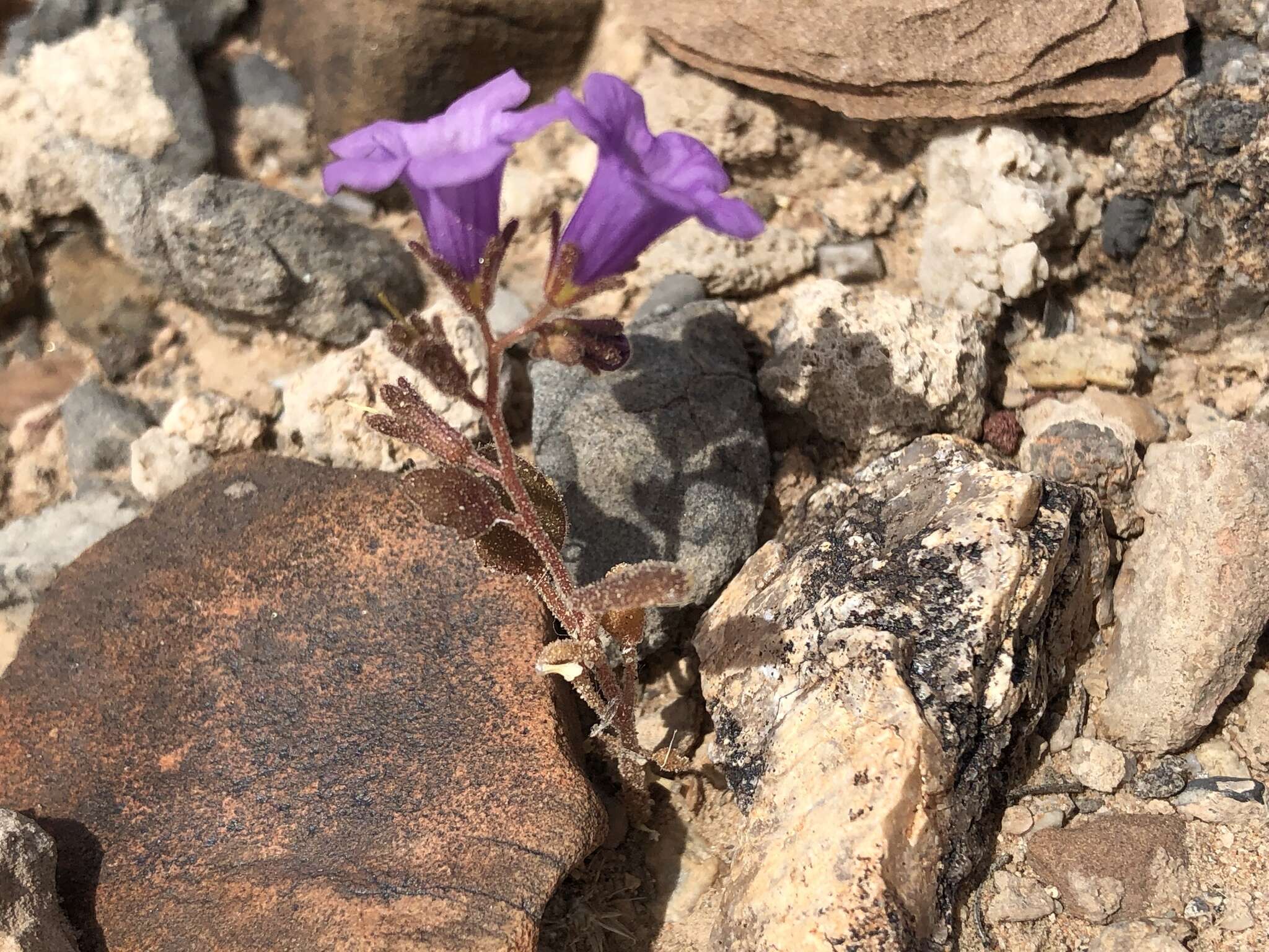 Phacelia pulchella var. gooddingii (Brand) J. T. Howell resmi