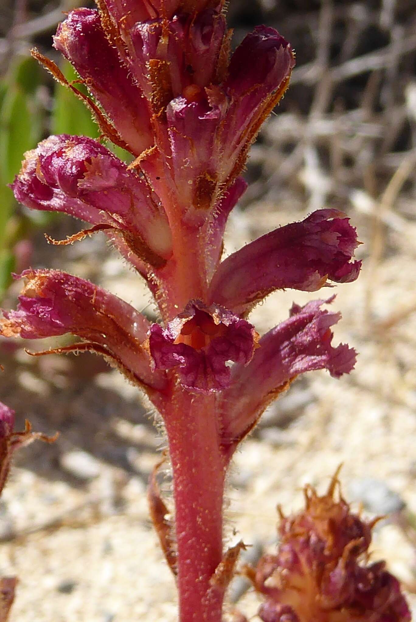 Orobanche sanguinea C. Presl的圖片