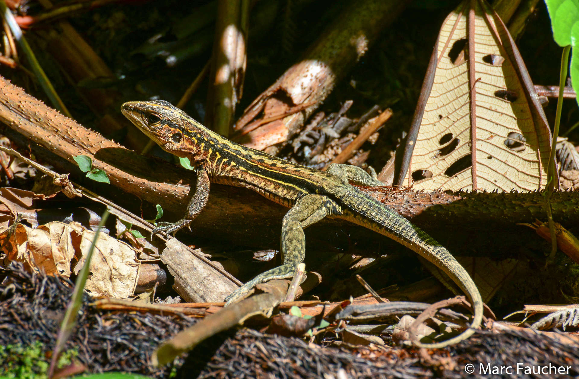 Image of Ameiva Lizard