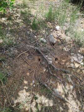 Image of Guenther’s Vole