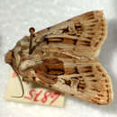 Image of Agrotis fatidica Hübner 1824