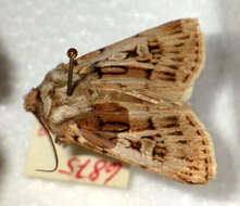 Image of Agrotis fatidica Hübner 1824