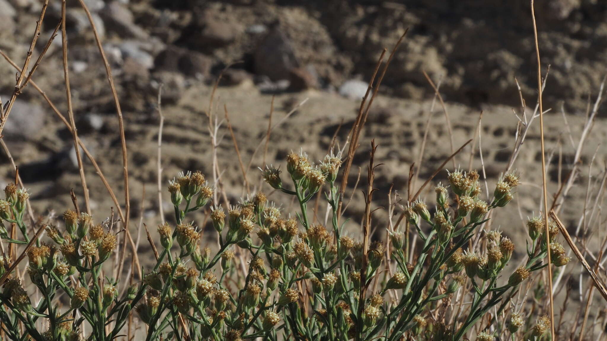 Image of shortleaf baccharis