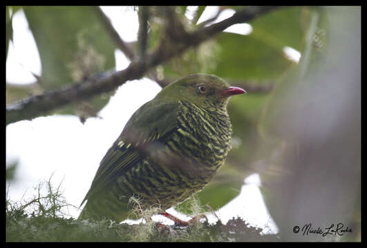 Image of Barred Fruiteater