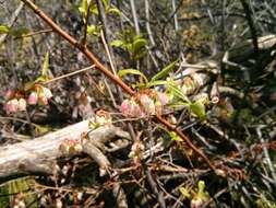 Image of Highbush blueberry