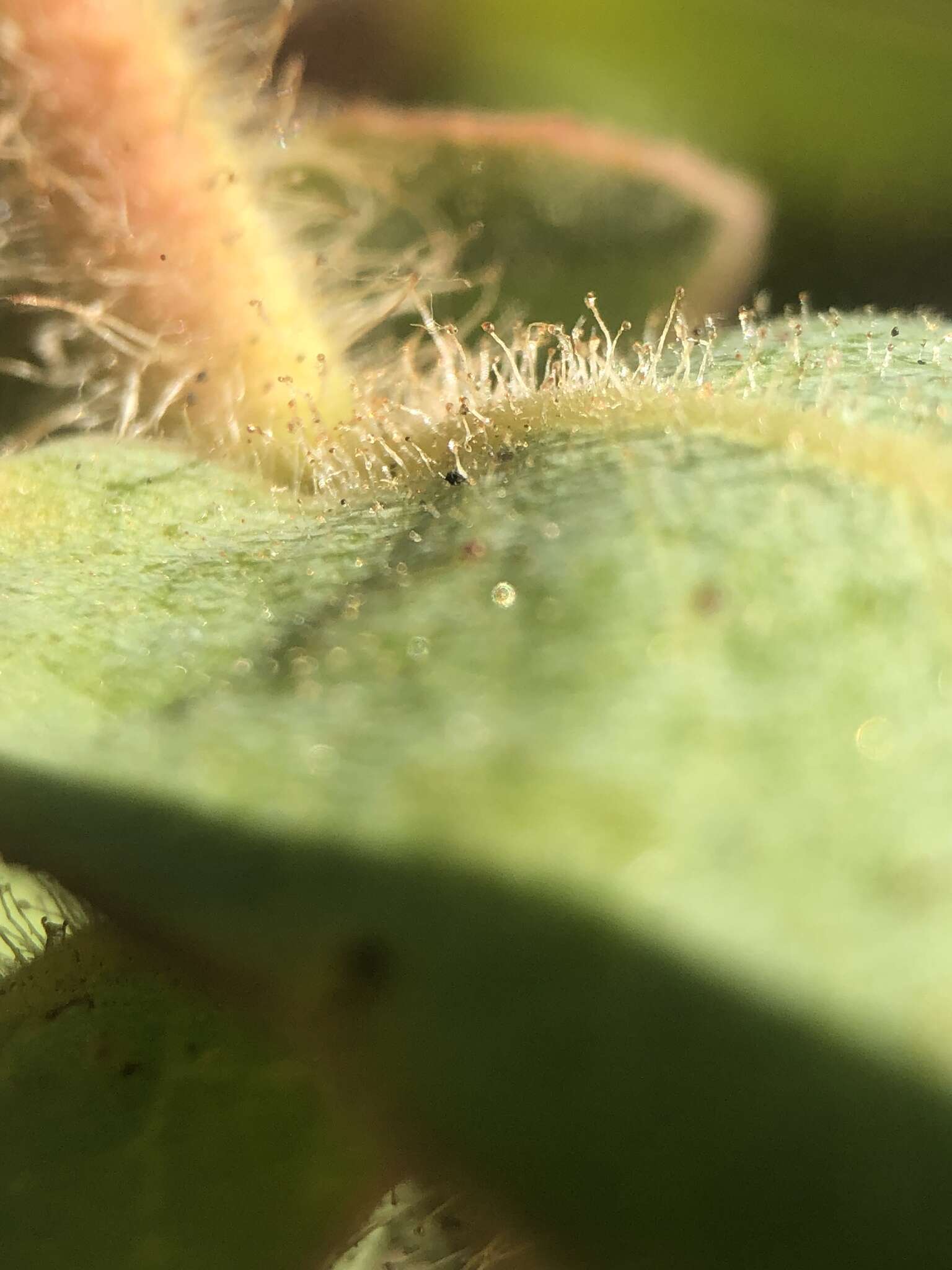 Image de Arctostaphylos refugioensis Gankin