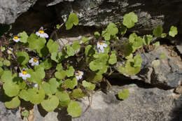 Image of Cymbalaria longipes (Boiss. & Heldr.) A. Cheval.