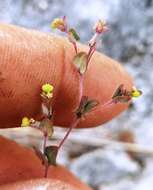 صورة Euphorbia villifera Scheele