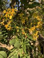 Image of Desert Ragwort