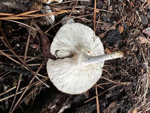 Imagem de Lentinula boryana (Berk. & Mont.) Pegler 1976