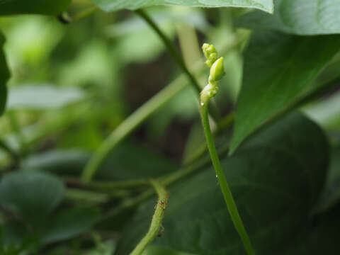 Image of Vigna reflexo-pilosa Hayata