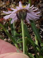 Image of rockslide yellow fleabane