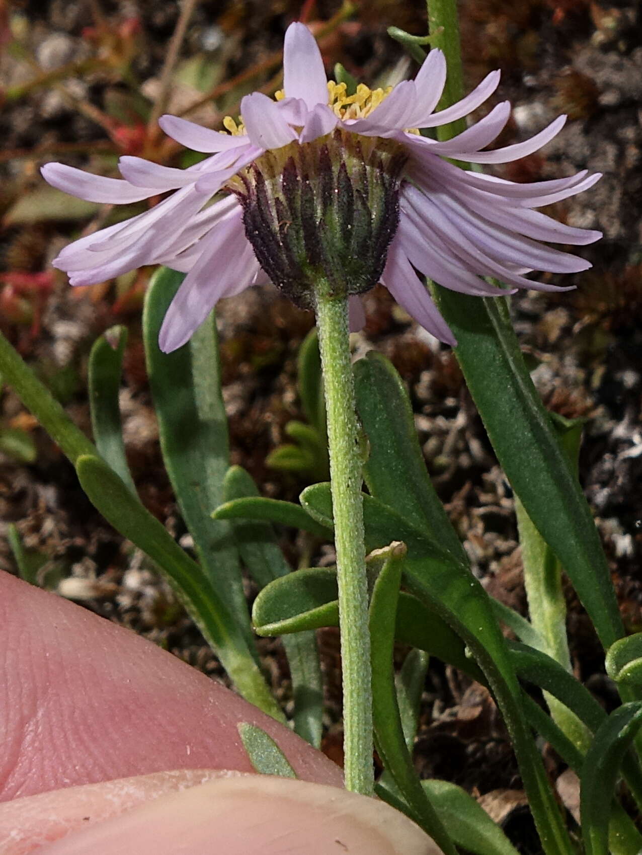 Imagem de Erigeron leiomerus A. Gray