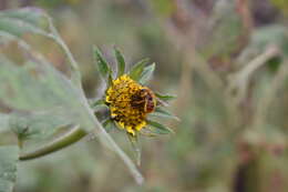 Image de Osmia azteca Cresson 1878