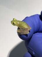 Image of Rio Azuela Glass Frog