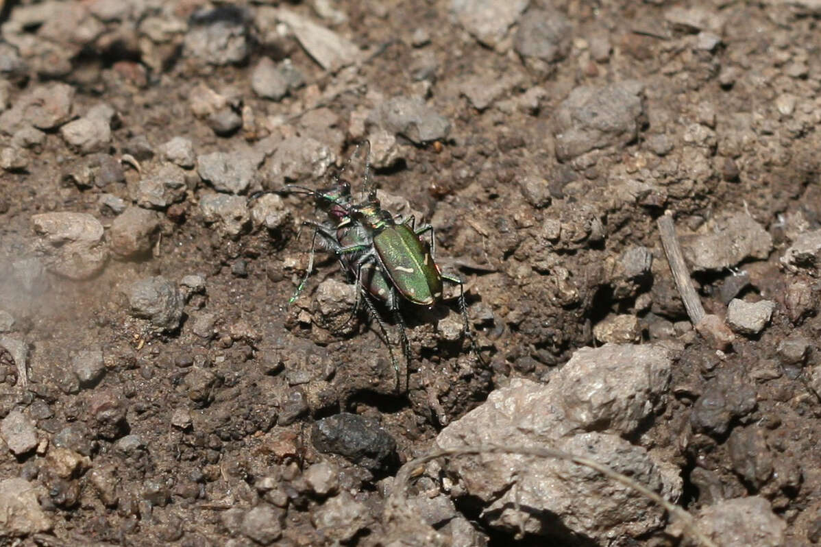 Image of Purple Tiger Beetle