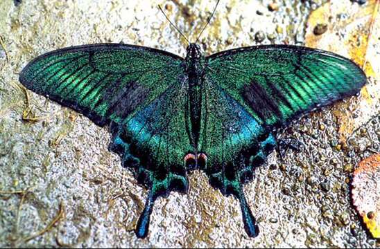 Image of Alpine Black Swallowtail