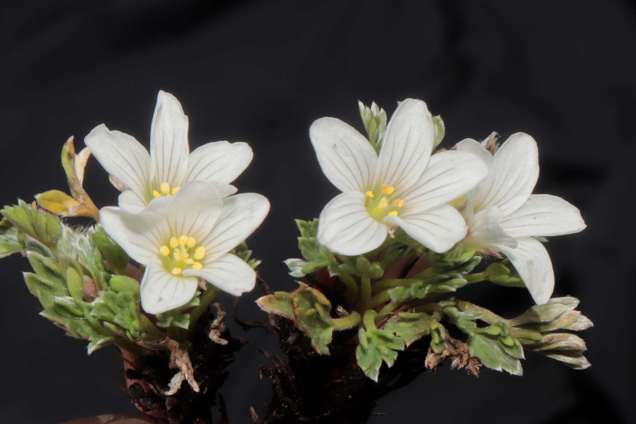 Imagem de Geranium ruizii Hieron.