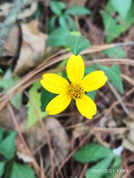 Image of Bidens ostruthioides (DC.) Sch. Bip.