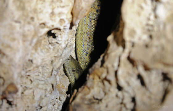 Image of Jamaican Yellow Boa