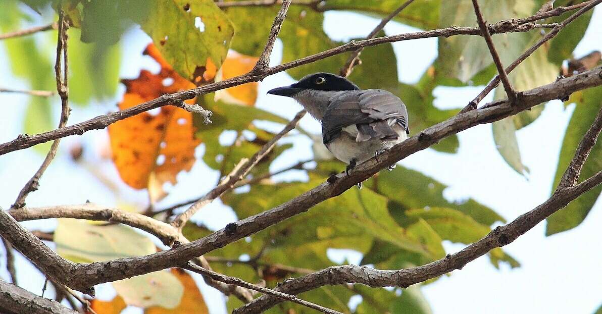 Image of Malabar Woodshrike